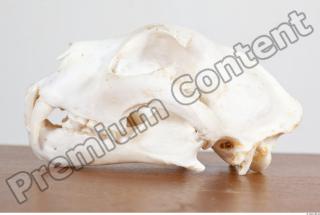 Skull photo reference 0046